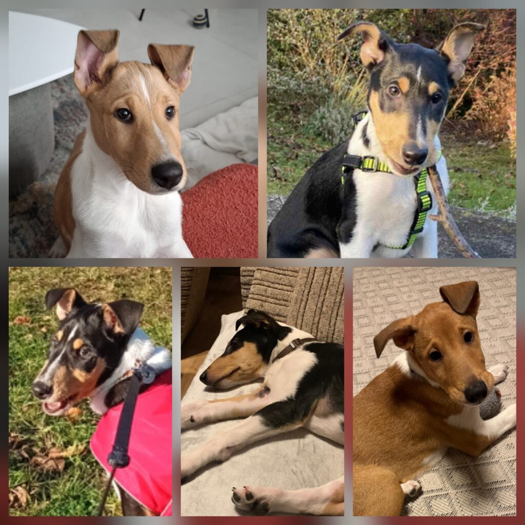 Štěňátka v nových domovech