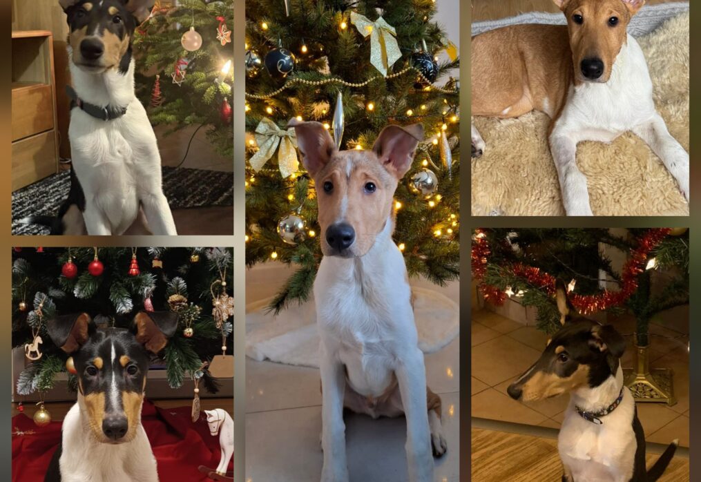 První Vánoce štěňátek