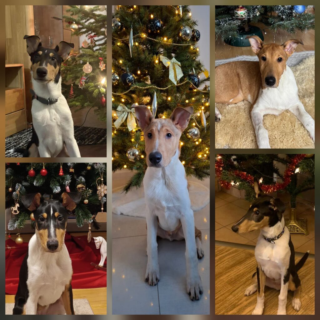 První Vánoce štěňátek